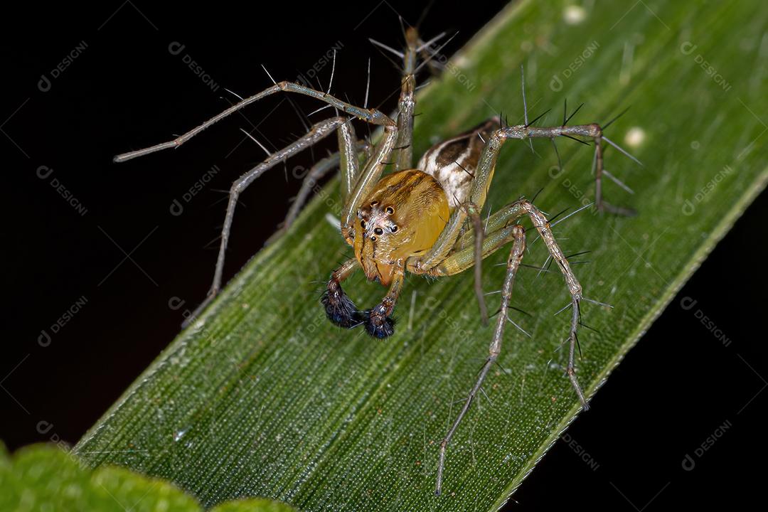 Aranha Lince Listrada Masculina do gênero Oxyopes