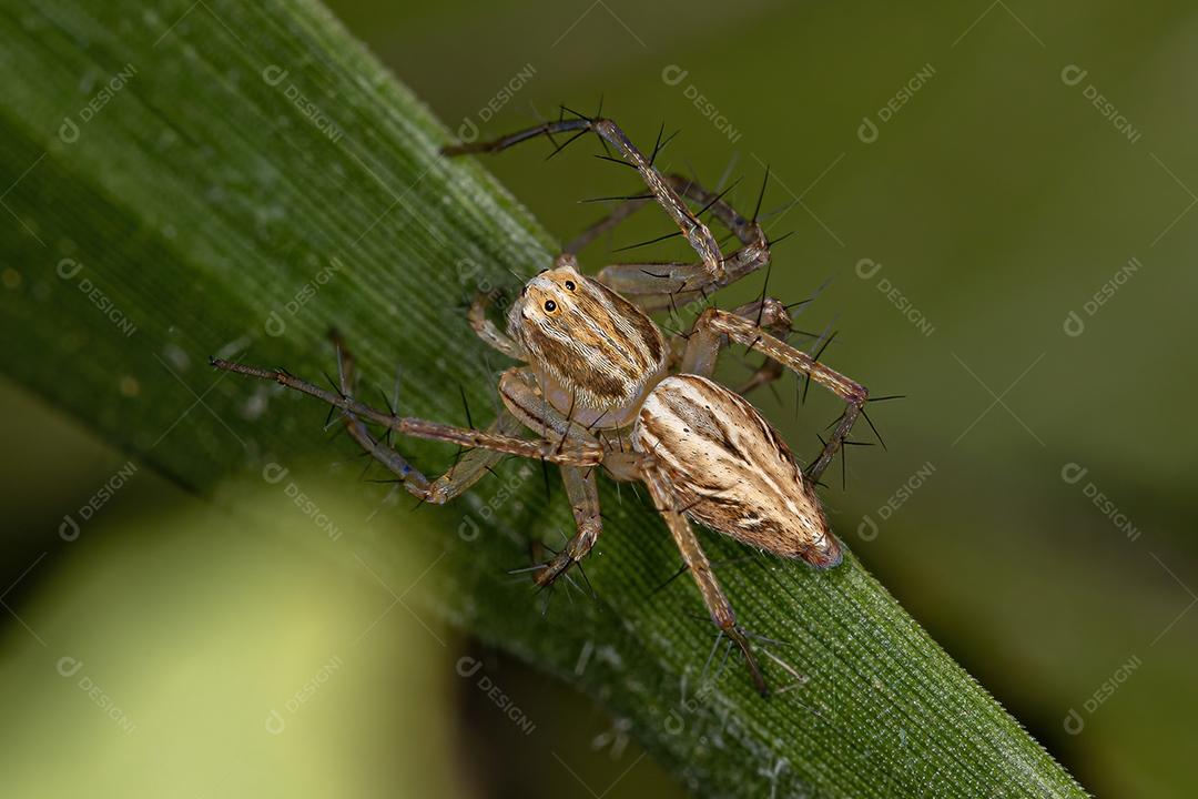 Striped lynx spider of the genus Oxyopes