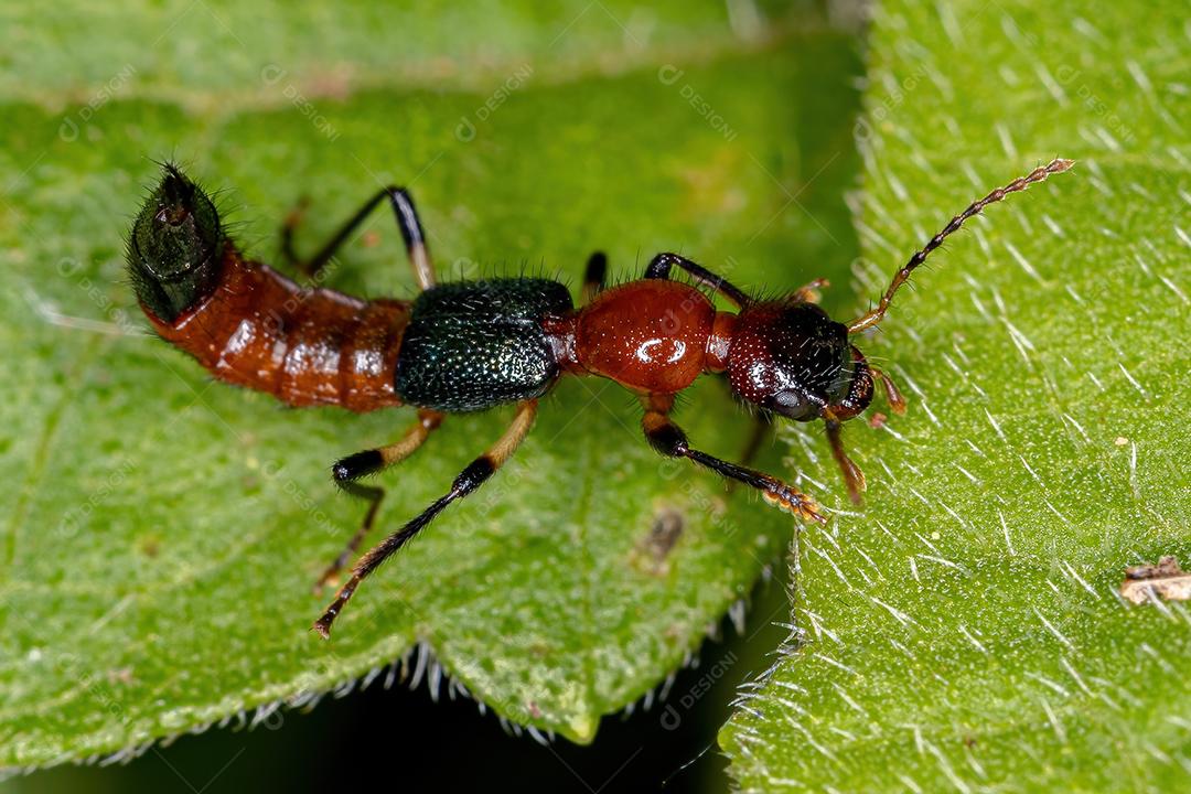 Besouro Whiplash adulto do gênero Paederus