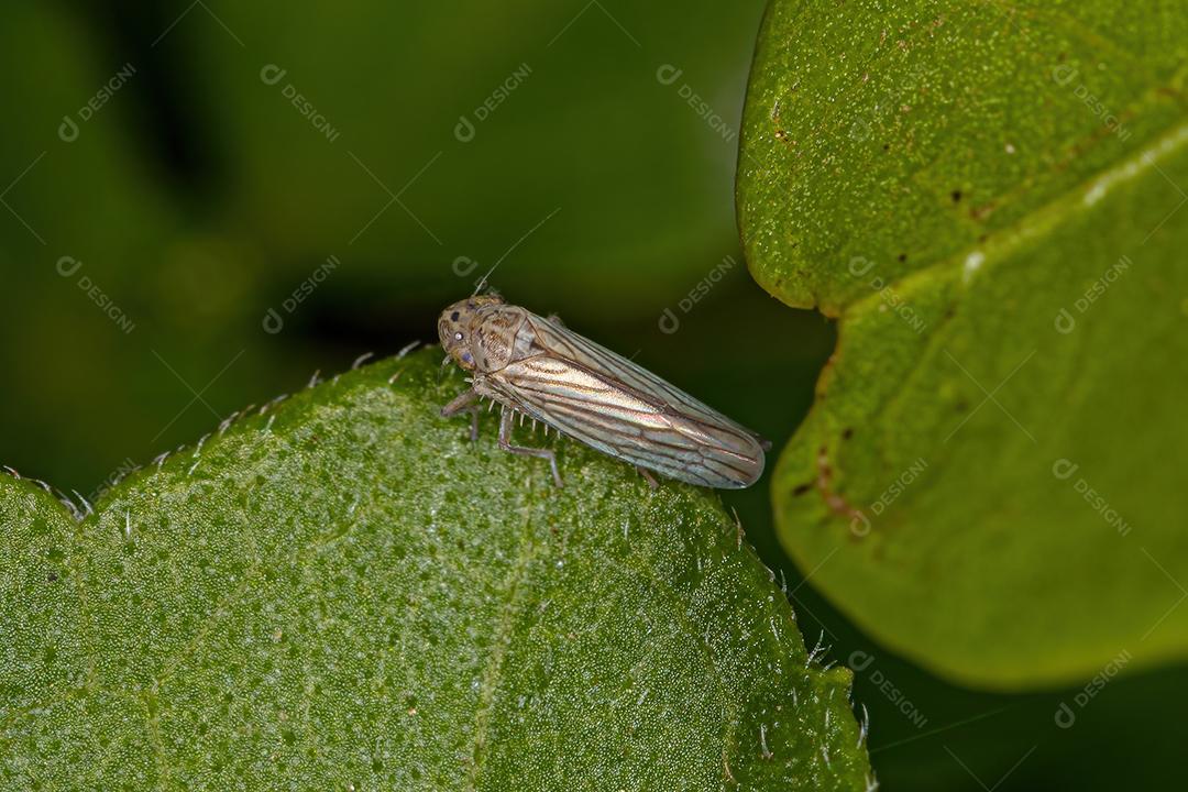 Inseto atirador adulto da subfamília Cicadellinae