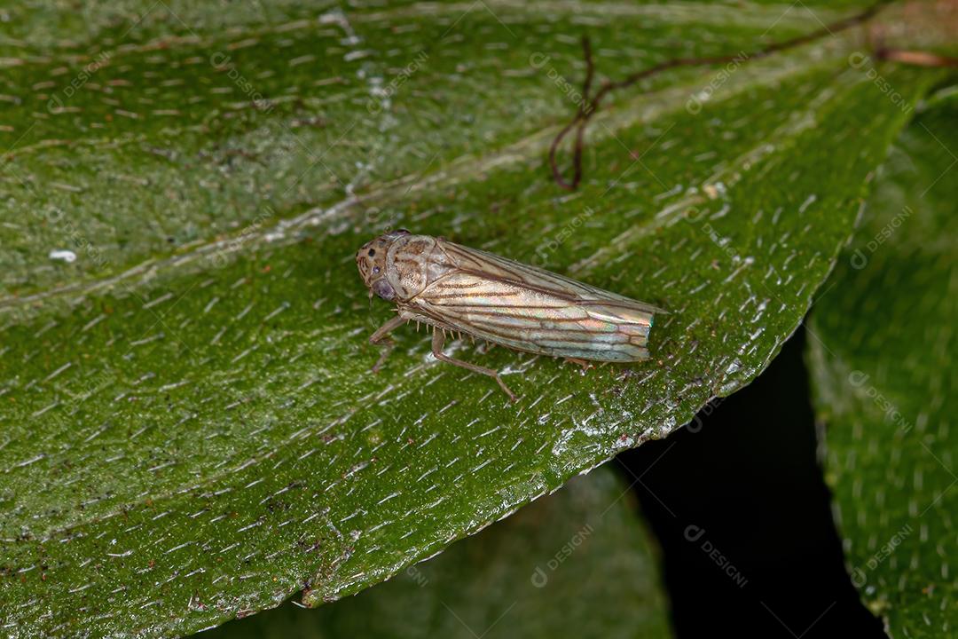 Inseto atirador adulto da subfamília Cicadellinae