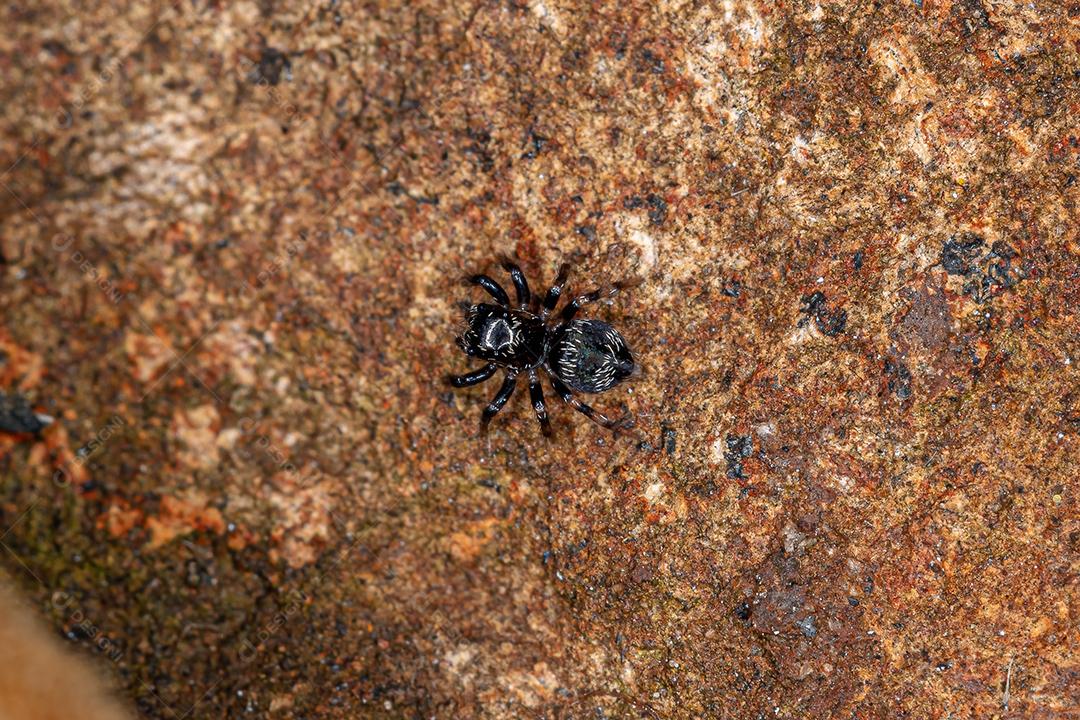 Pequena aranha saltadora do gênero Corythalia