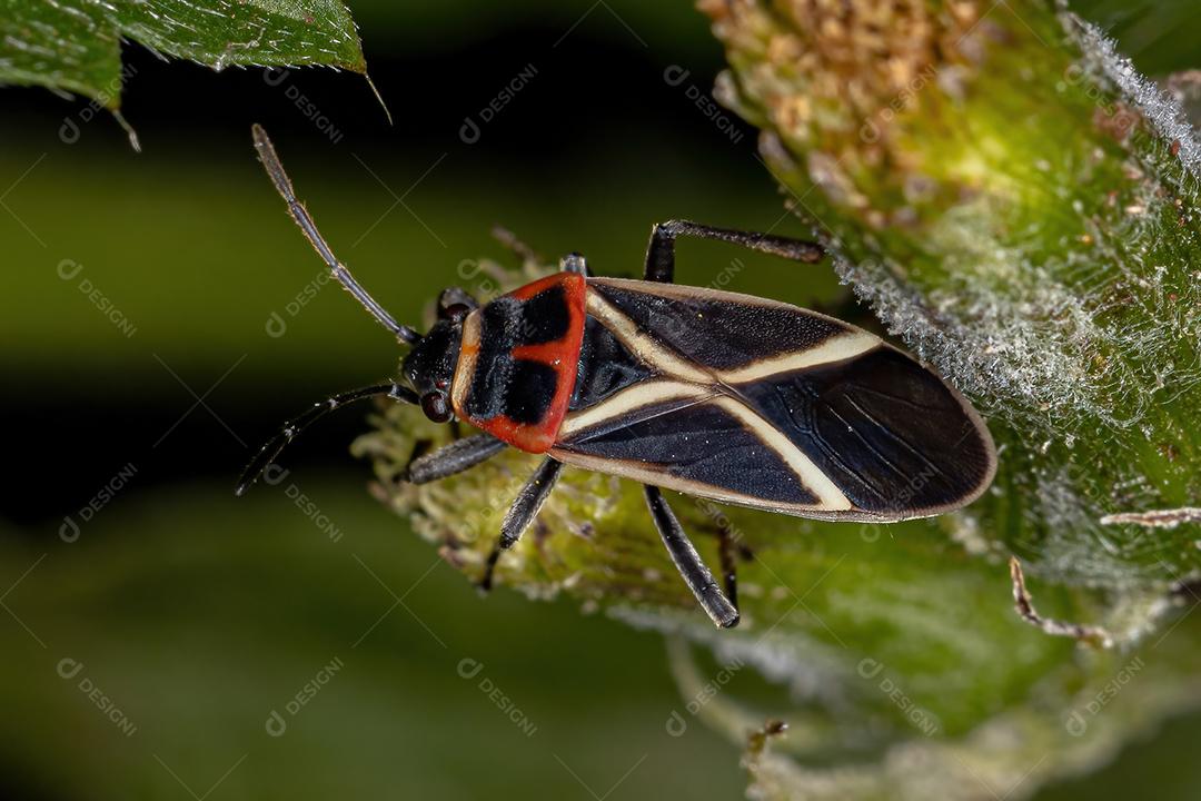 Inseto-semente adulto do gênero Ochrostomus