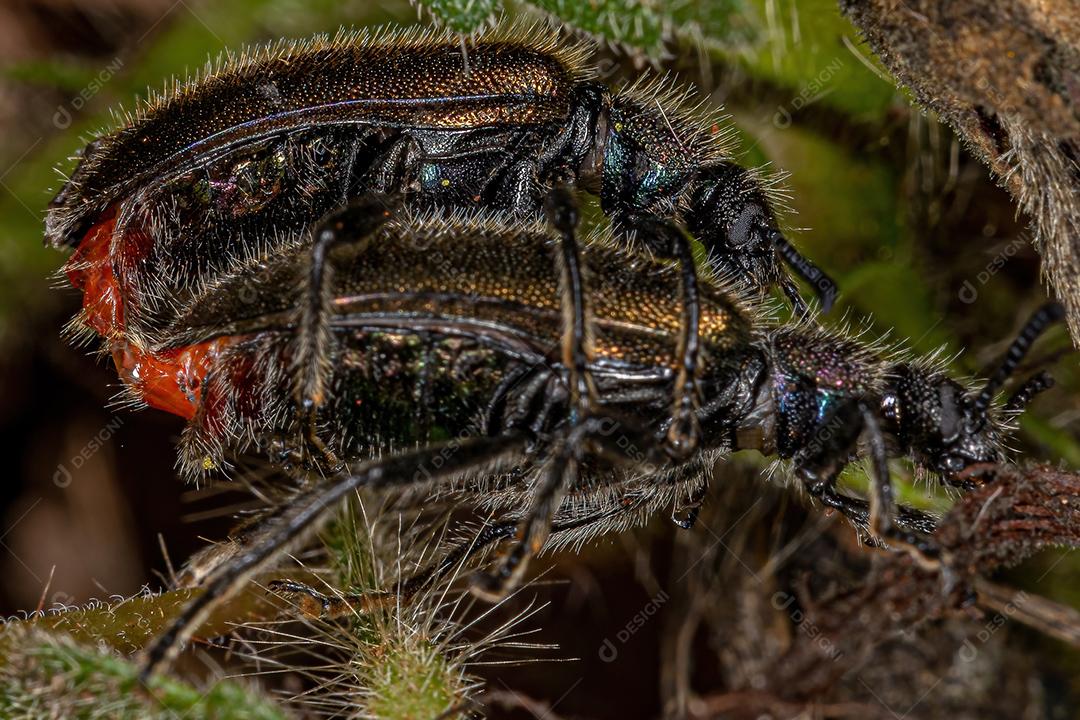 Besouros de articulação longa adultos da espécie Lagria villosa acoplamento