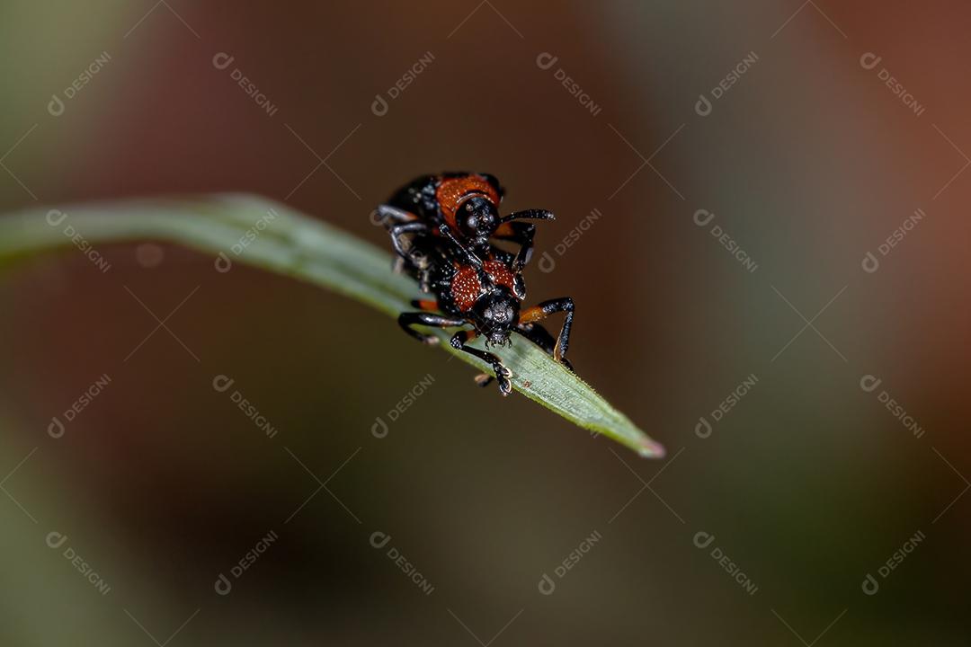 Besouros hispânicos adultos da tribo Chalepini copulando
