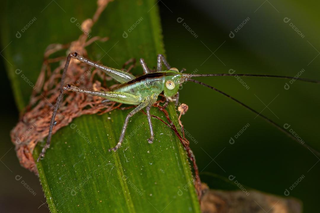 Lesser Meadow Katydid Nymph do gênero Conocephalus