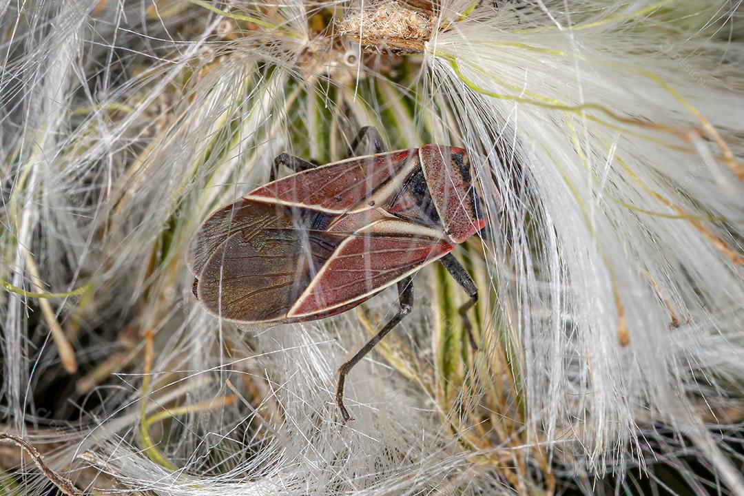 Inseto-semente cruzado branco adulto do gênero Neacoryphus