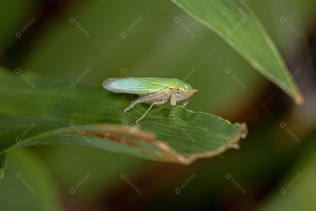 Cigarrinha típica adulta da família Cicadellidae