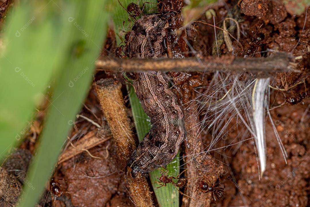 Formigas atacando uma lagarta de traça da família Noctuidae