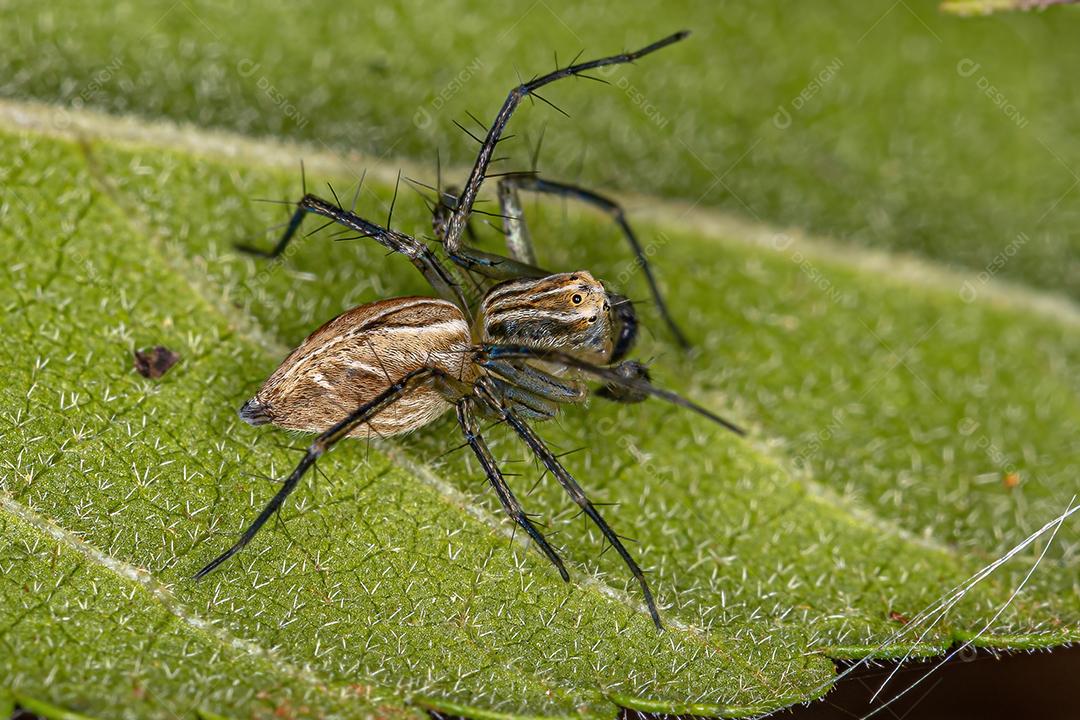 Aranha Lince Listrada Masculina do gênero Oxyopes