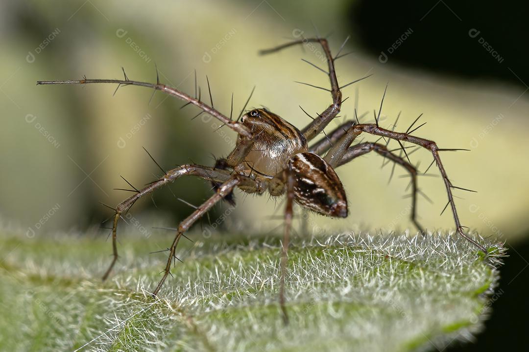 Aranha Lince Listrada Masculina do gênero Oxyopes