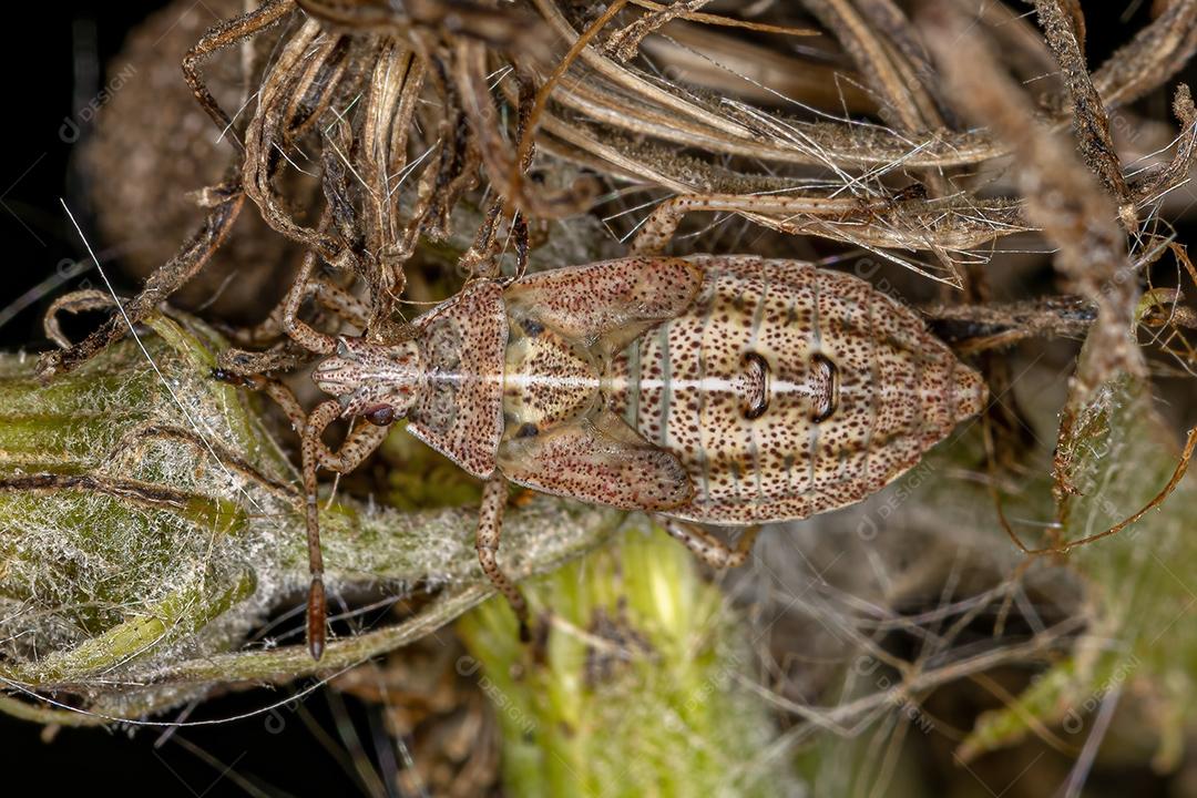 Ninfa de percevejos cruzados de branco do gênero Neacoryphus