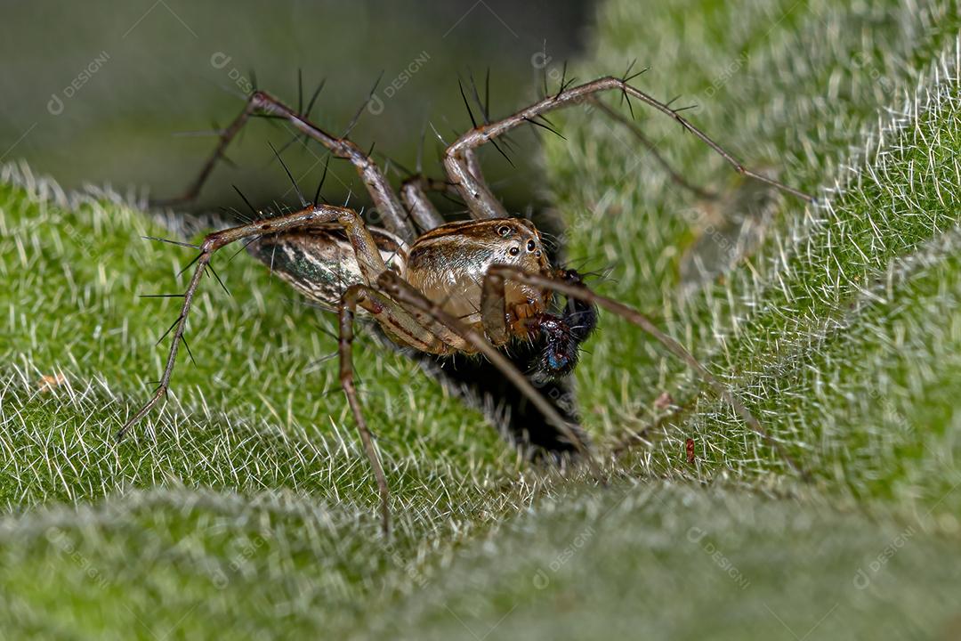 Aranha Lince Listrada Masculina do gênero Oxyopes