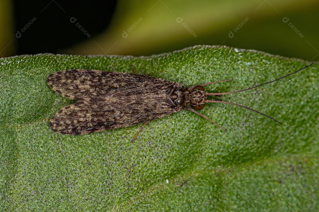 Inseto Caddisfly adulto da Ordem Trichoptera