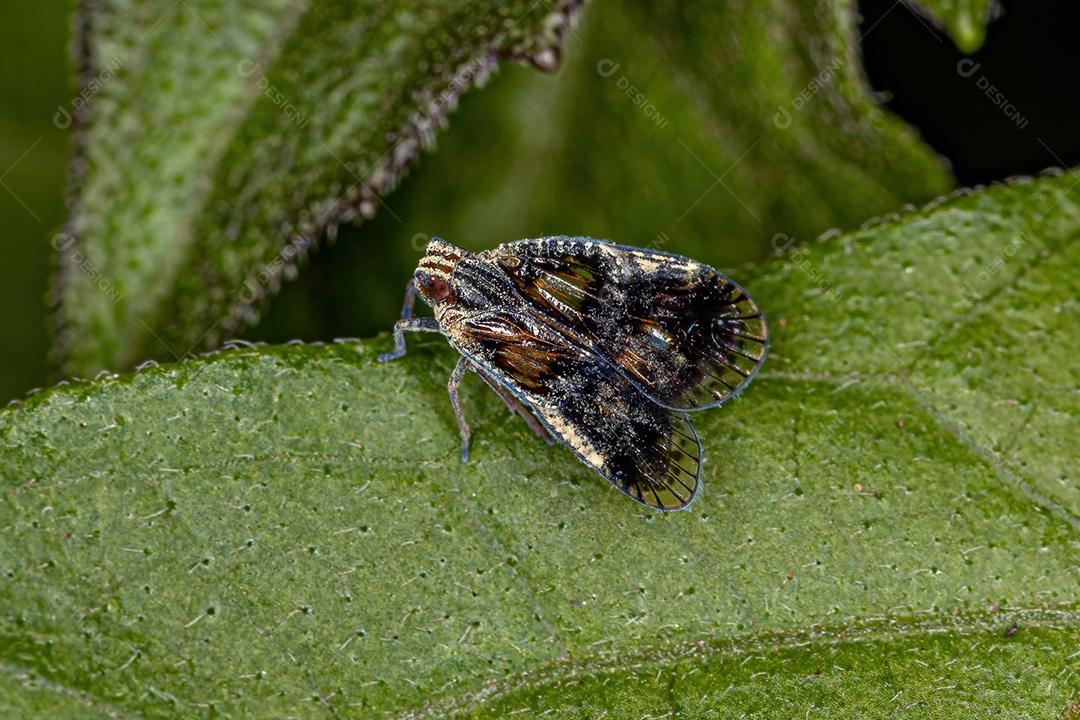 Cigarrinha pequena adulta do gênero Bothriocera