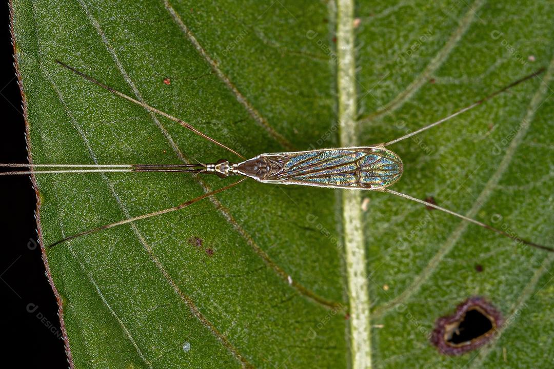 Mosca de guindaste adulta Limoniid da família Limoniidae
