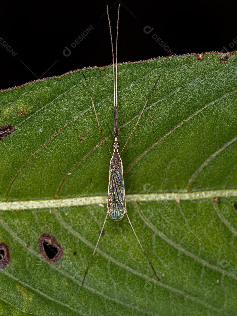 Mosca de guindaste adulta Limoniid da família Limoniidae