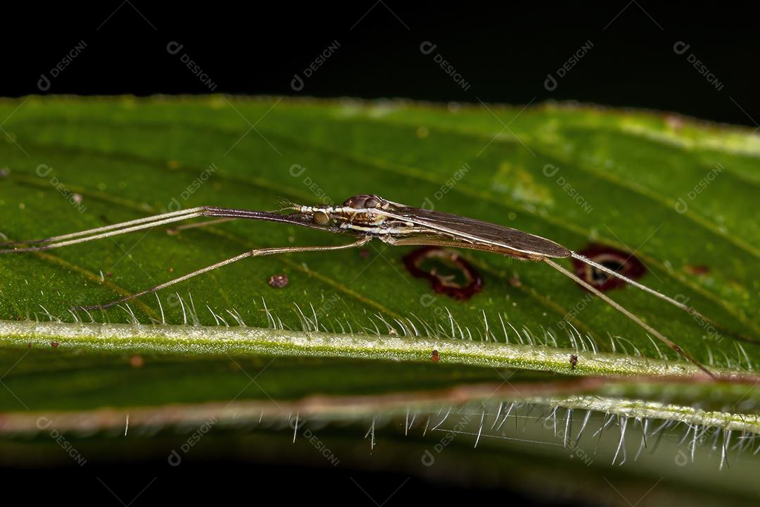 Mosca de guindaste adulta Limoniid da família Limoniidae