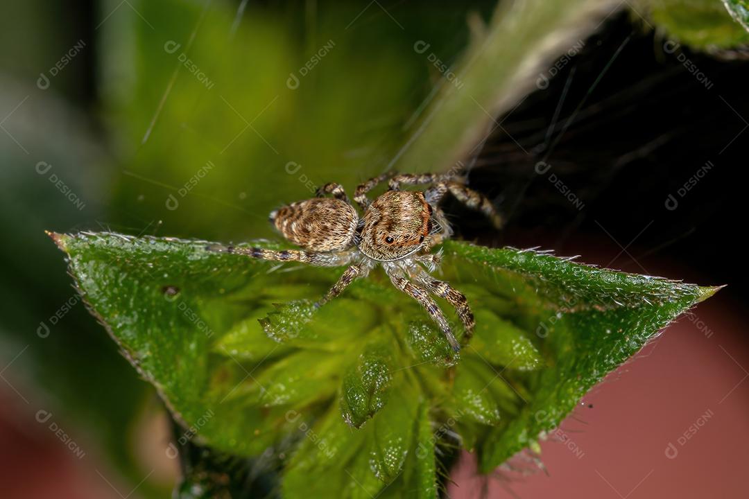 Pequena aranha saltadora da subtribo Dendryphantina