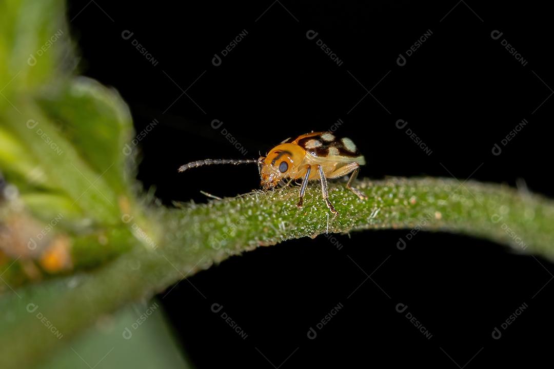 Besouro-pulga adulto da subfamília Galerucinae