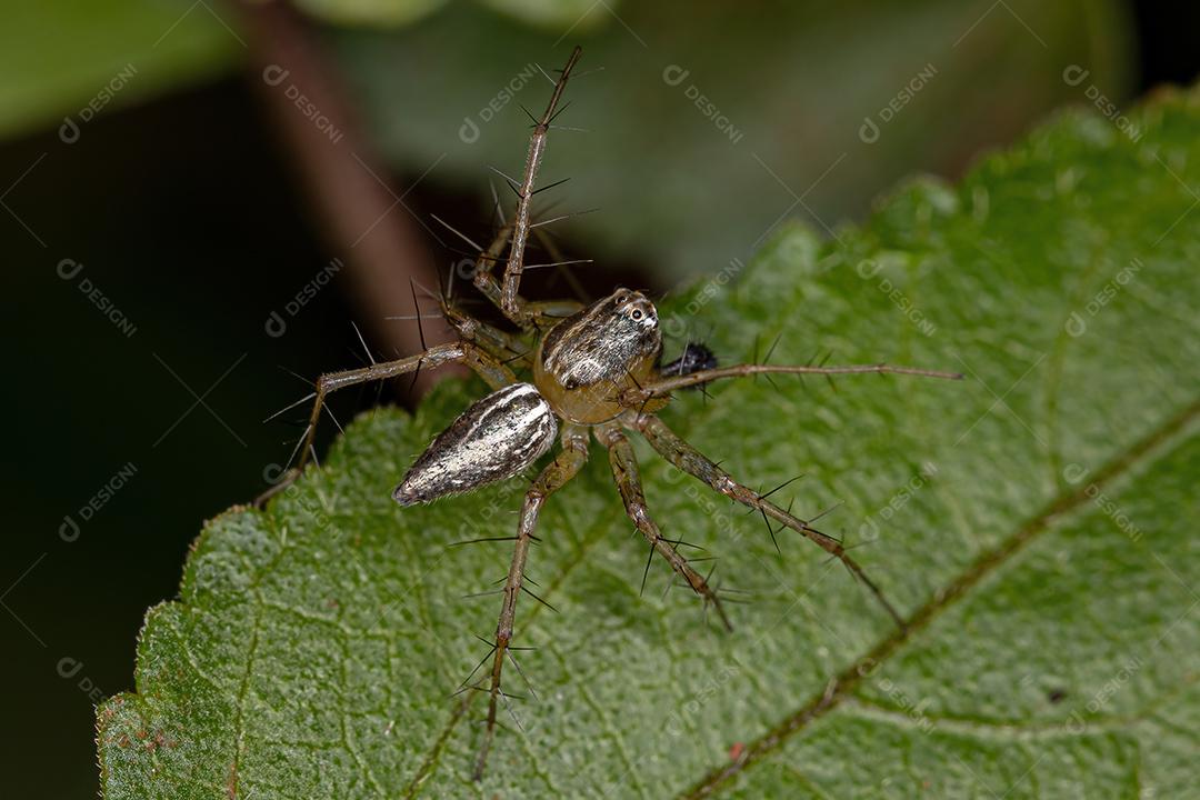 Aranha Lince Listrada Masculina do gênero Oxyopes