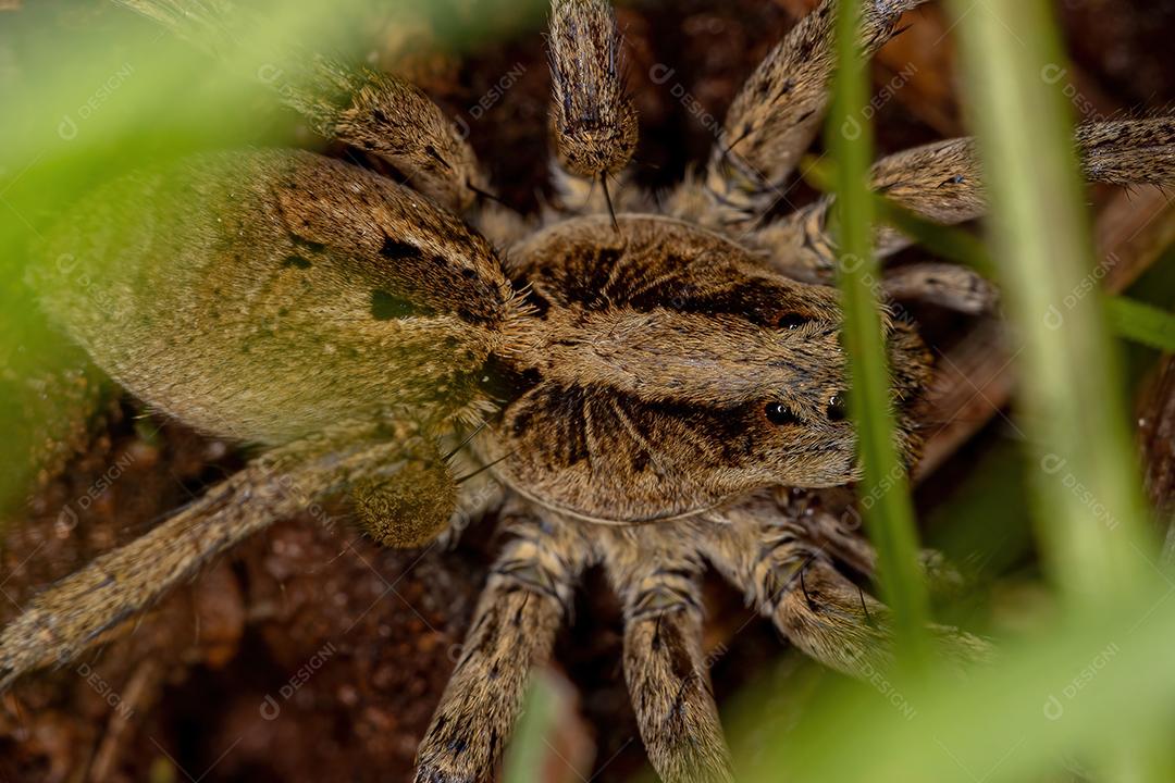 Aranha-lobo adulta da família Lycosidae