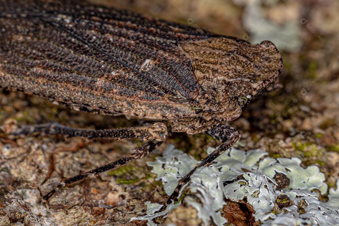 Inseto gafanhoto adulto da família Fulgoridae