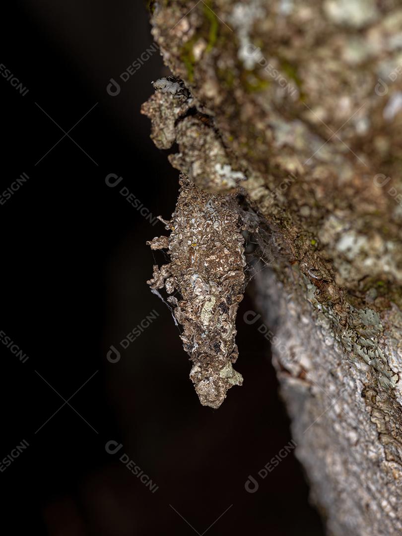 Pequena mariposa da família Psychidae