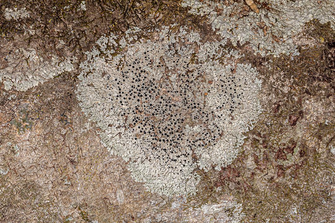 Textura de líquen comum da família Physciaceae