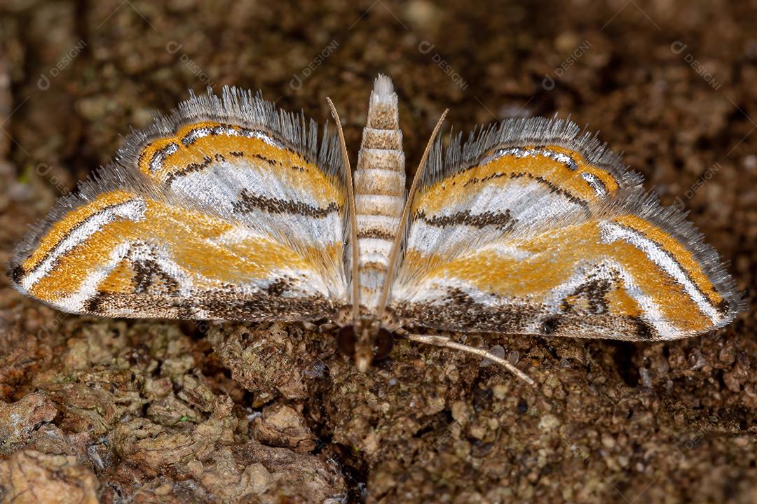 Mariposa adulta da subfamília Acentropinae