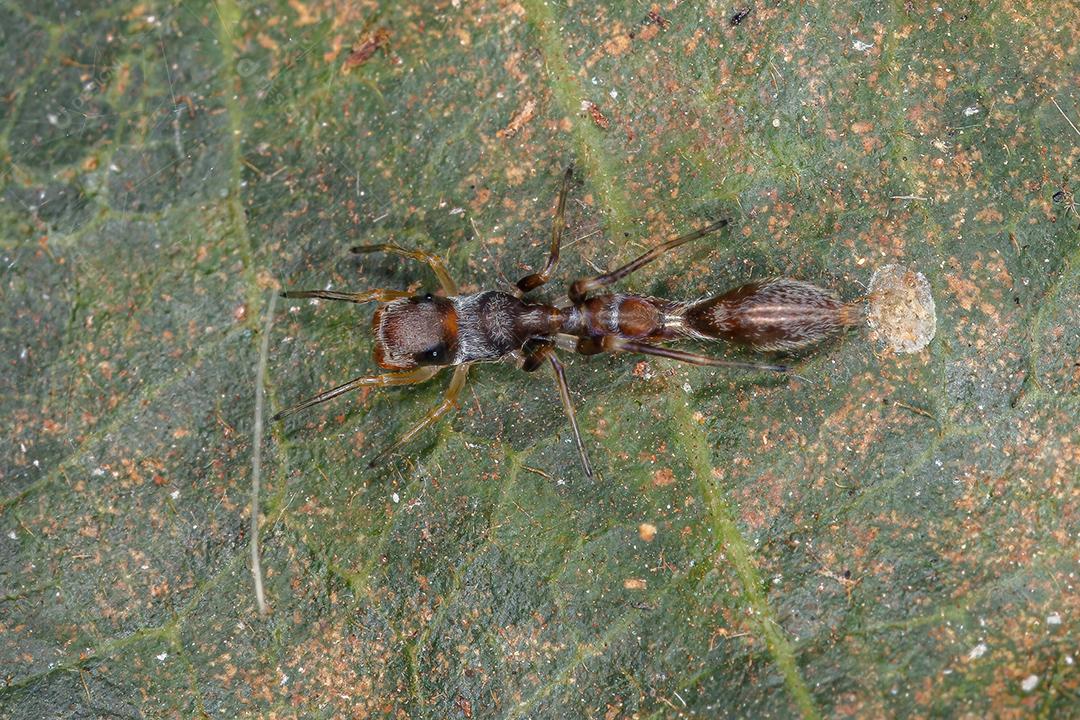Aranha saltadora macho espécie Gênero Synemosyna imita formigas do gênero pseudomyrmex