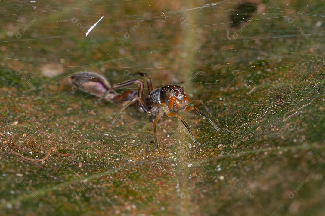 Aranha saltadora macho espécie Gênero Synemosyna que imita formigas do gênero pseudomyrmex