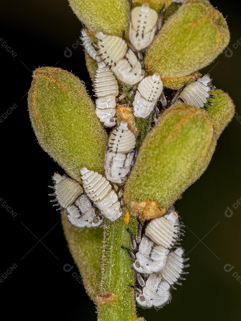 Ninfas de Treehoppers típicas da Família Membracidae