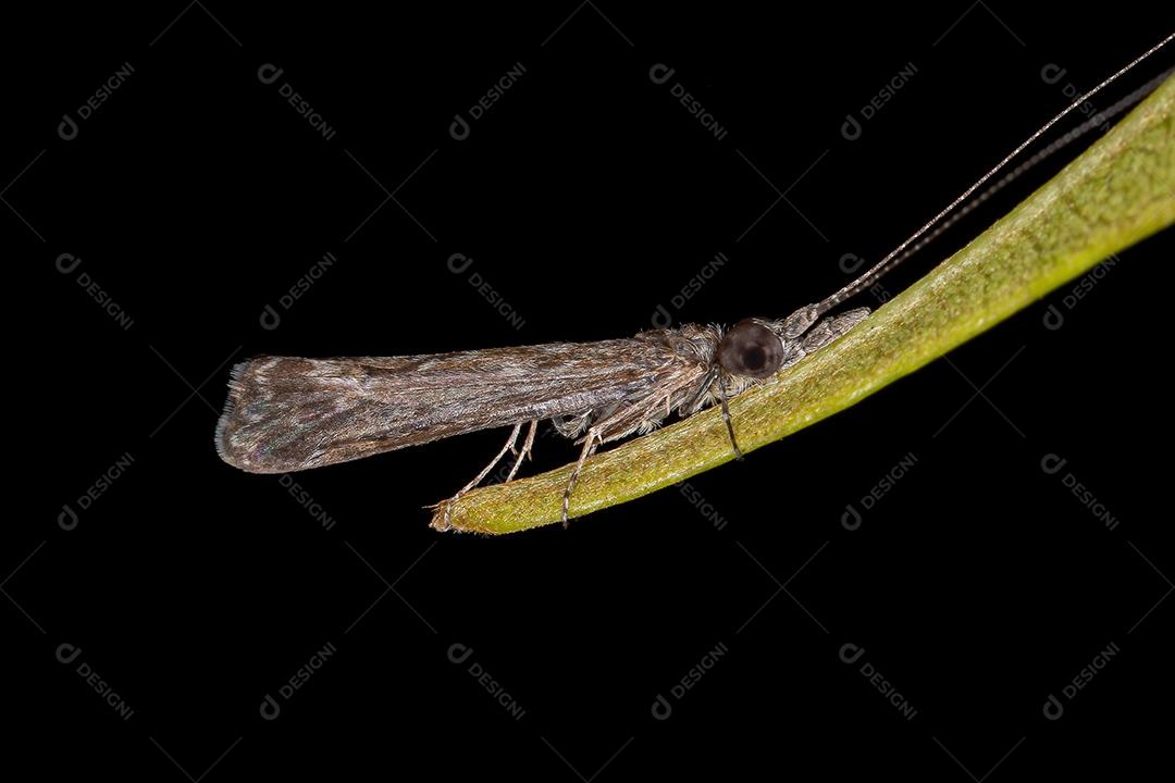 Inseto Caddisfly adulto da Ordem Trichoptera