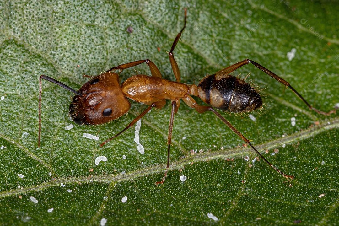 Formiga de carpinteiro fêmea adulta do gênero Camponotus