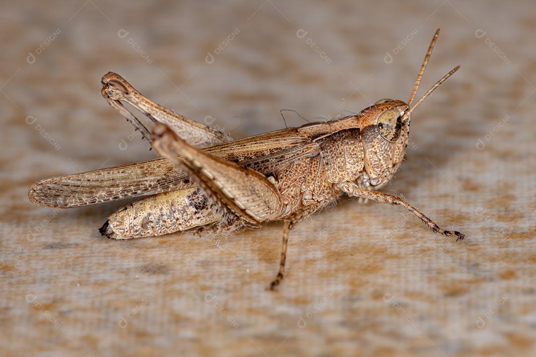 Gafanhoto de cara inclinada estridulante adulto do gênero Orphulella
