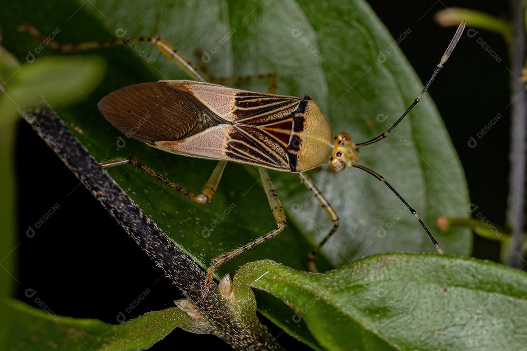 Inseto-pé-de-folha adulto do gênero Hypselonotus