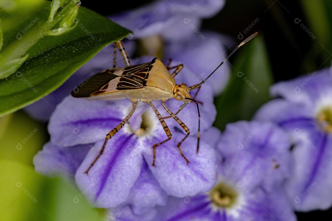 Inseto-pé-de-folha adulto do gênero Hypselonotus