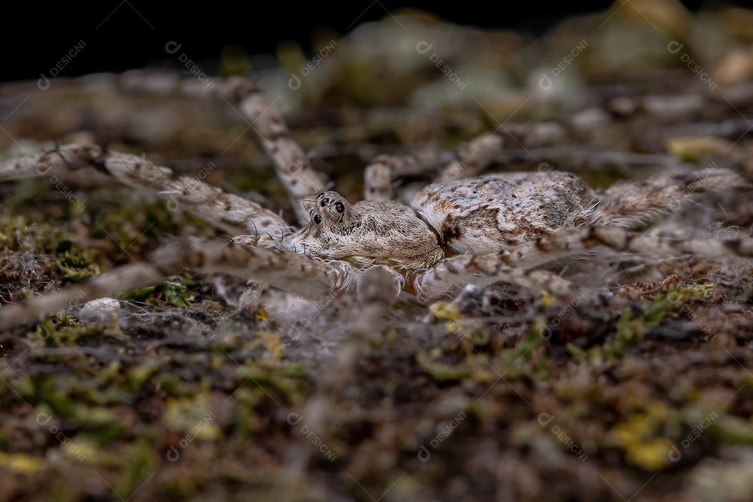 Aranha Longspinneret adulta da família Hersiliidae