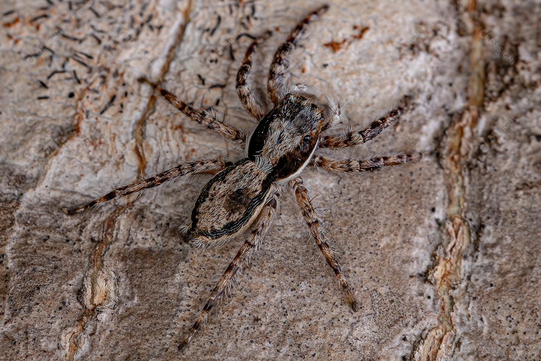 Aranha de salto de parede cinza macho pequena da espécie Menemerus bivittatus