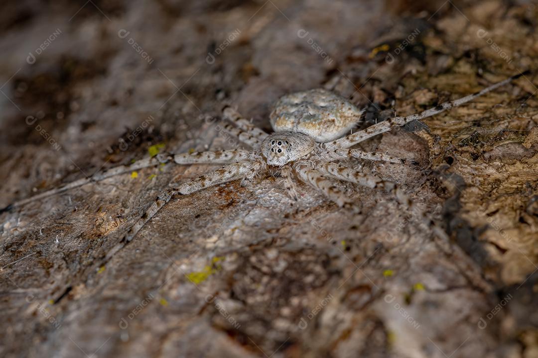 Aranha Longspinneret adulta da família Hersiliidae