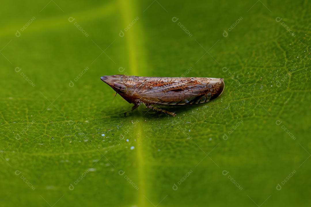 Small leafhopper typical of the Scaphytopiini tribe