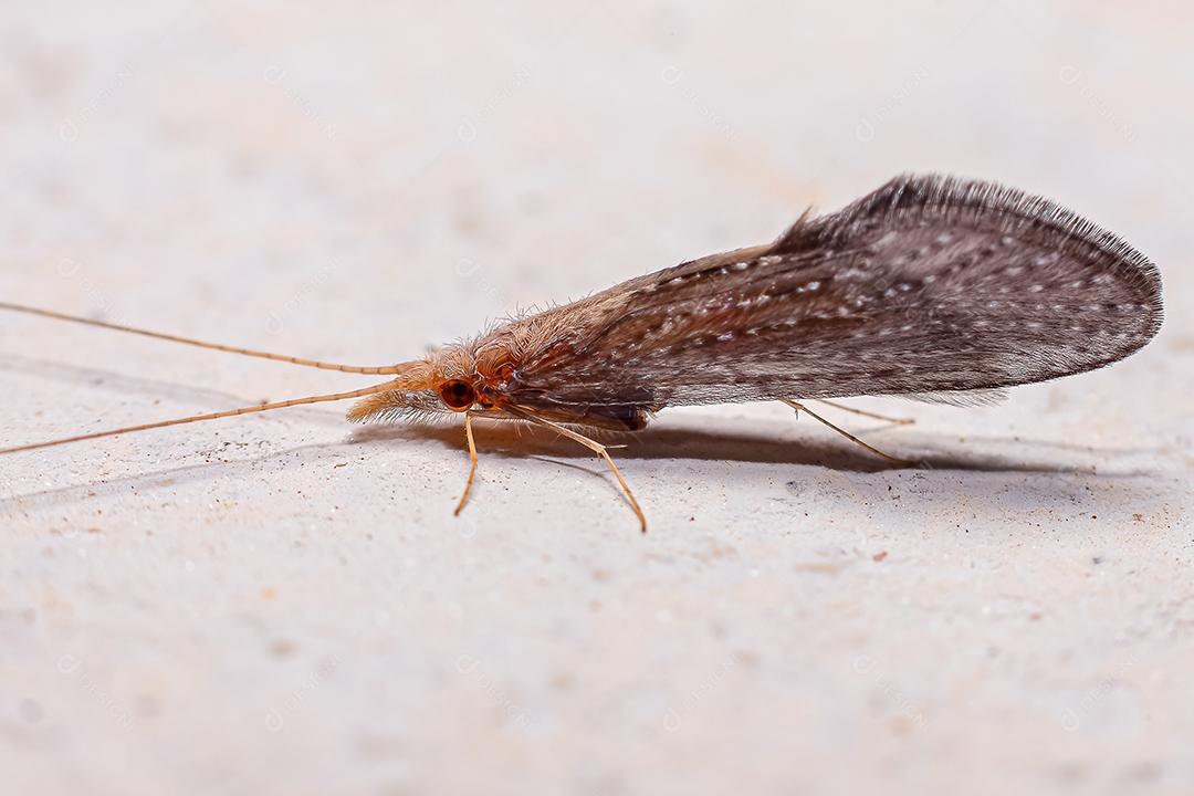 Inseto Caddisfly adulto da Ordem Trichoptera