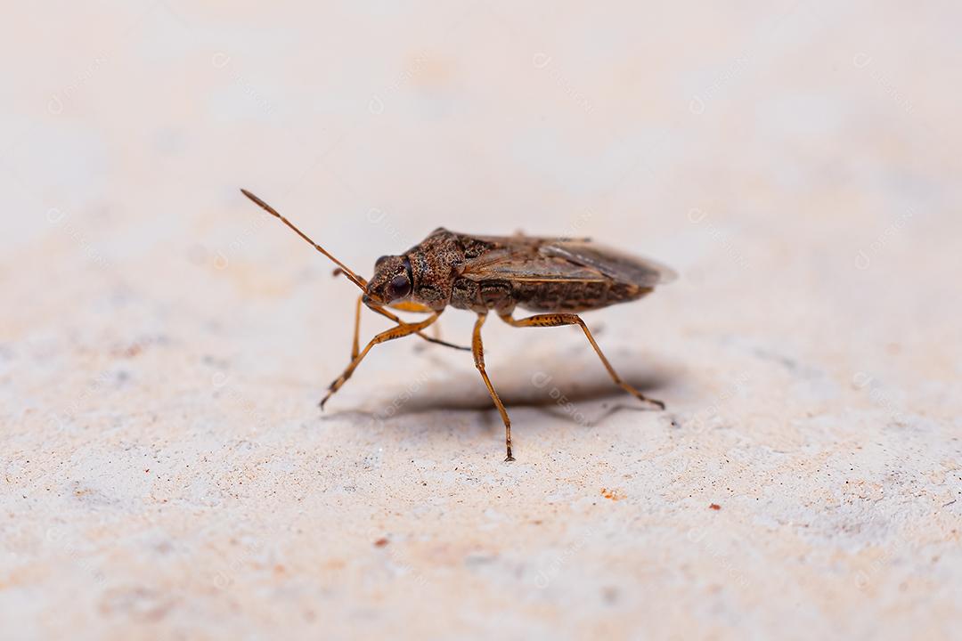 Inseto Verdadeiro Adulto da Subordem Heteroptera