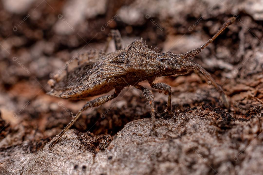 Inseto Verdadeiro Adulto da Subordem Heteroptera