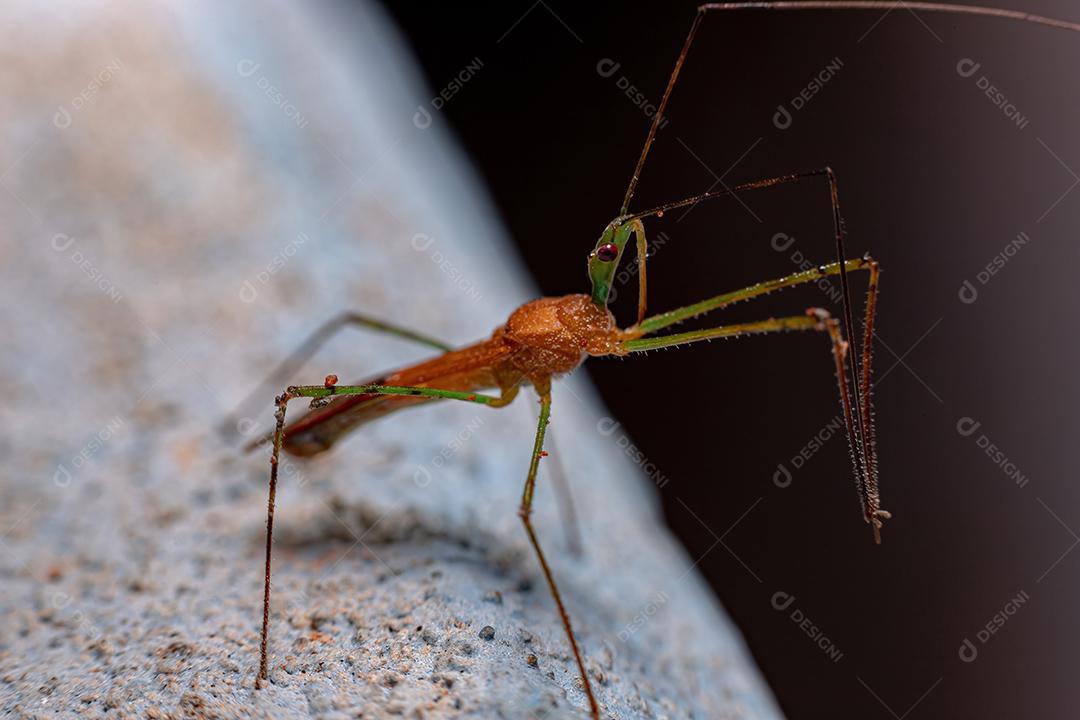 Inseto Assassino Adulto da Tribo Harpactorini