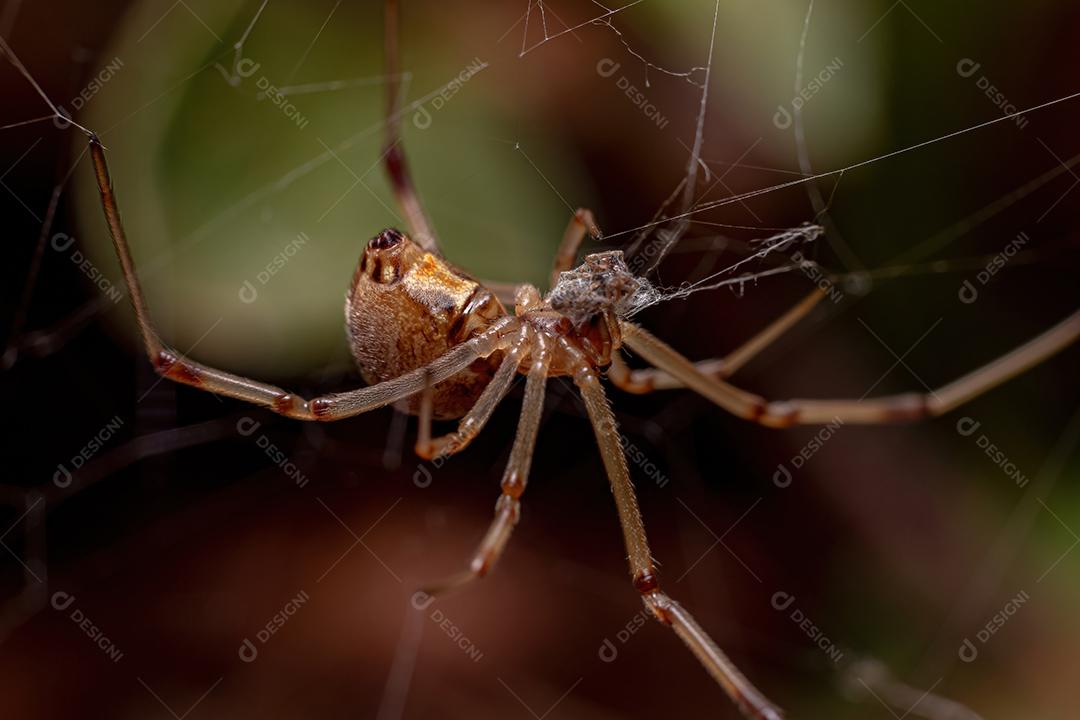 Viúva marrom fêmea da espécie Latrodectus geometricus