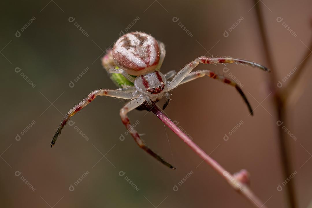 Aranha-caranguejo fêmea adulta da família Thomisidae
