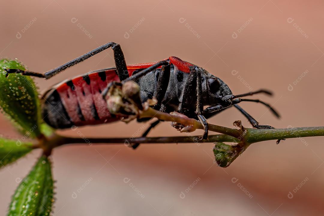 Inseto-semente adulto da espécie Lygaeus alboornatus