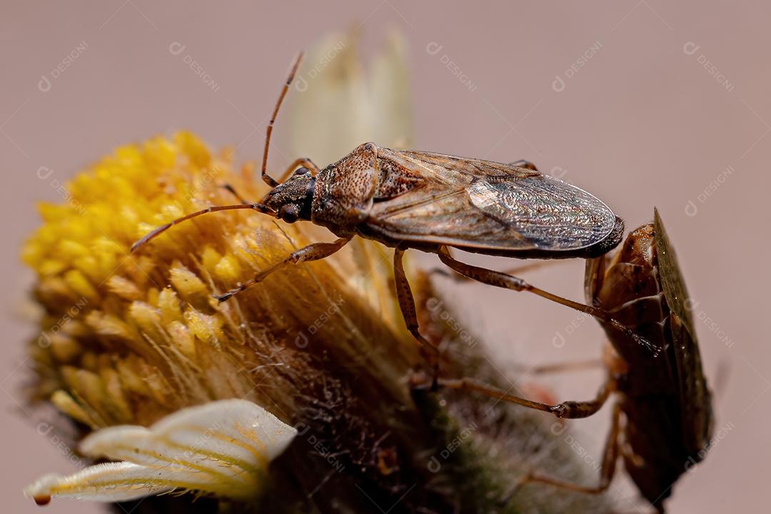 Inseto Verdadeiro Adulto da Subordem Heteroptera